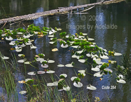 Lily Pads Floating on Clear Lake